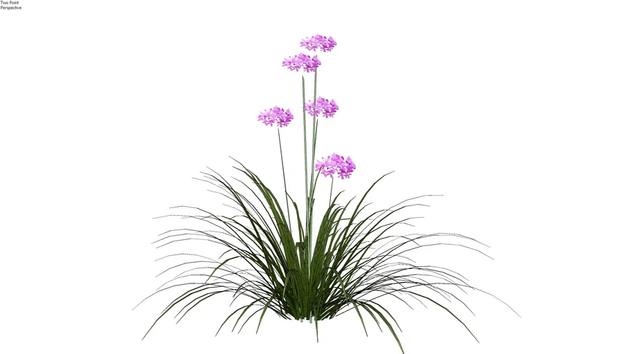 Tulbaghia violacea - Alho social