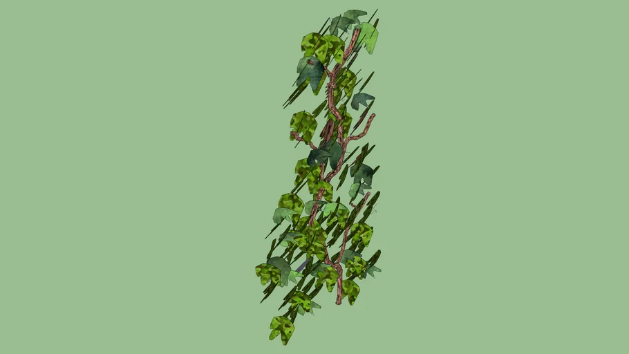 Planta trepadeira