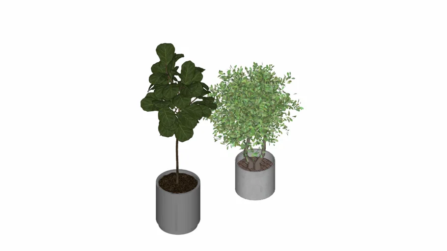 Bananeira e Oliveira
