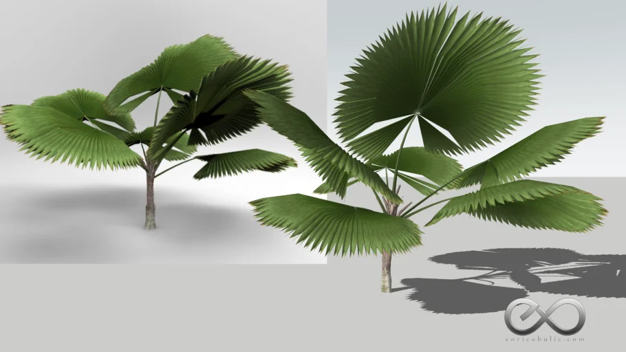 plant tropical