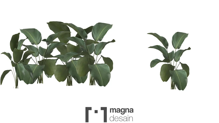 Calathea Lutea - Tanaman pisang