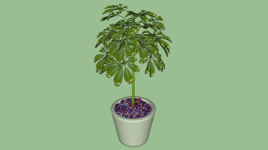 Indoor Plant