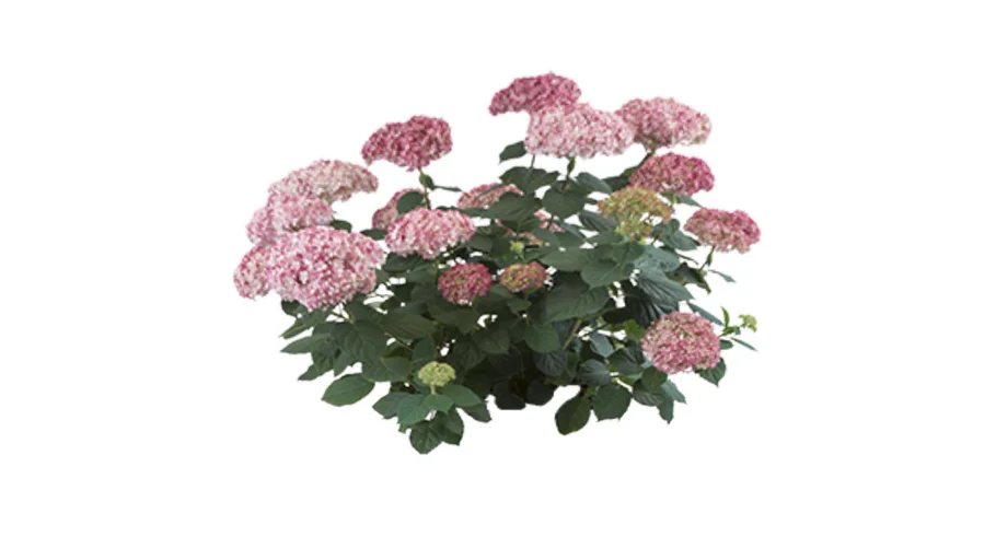 Invincibelle® Spirit II Hydrangea arborescens