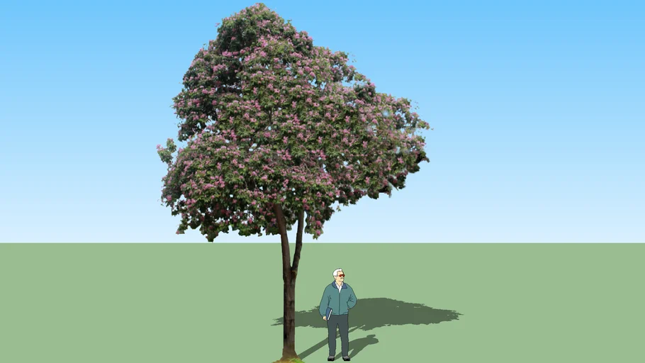 TABEBUIA ROSEA + Rose Trumbet Tree