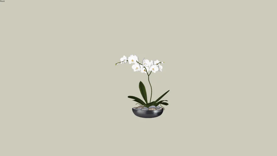 Orquídea branca