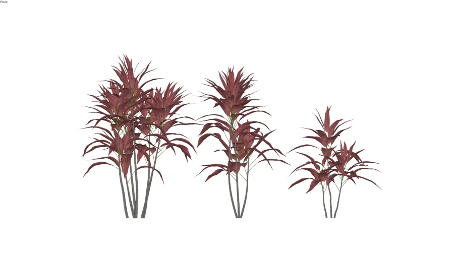 Paisagismo_Coqueiro-de-vênus (Cordyline fruticosa)
