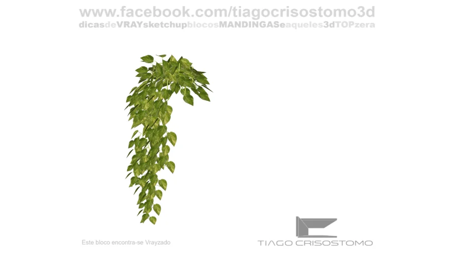 PLANTA COLGANTE
