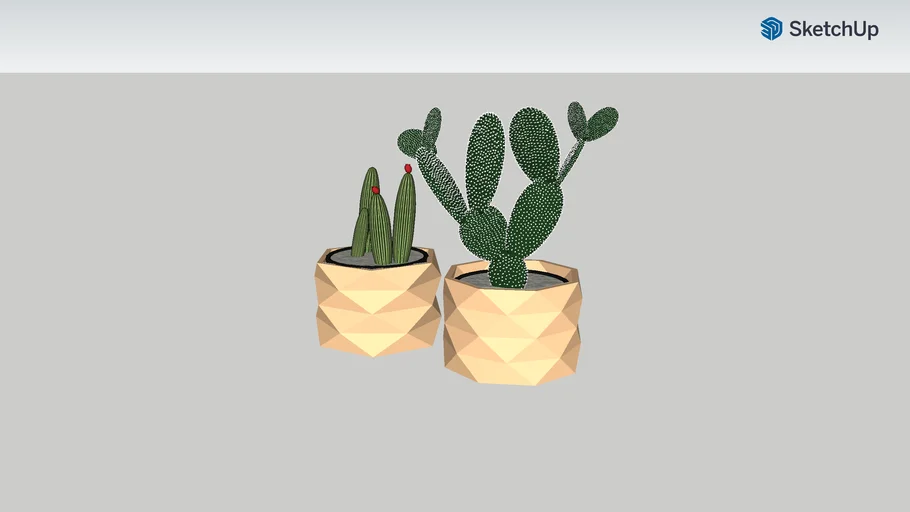 Cactus