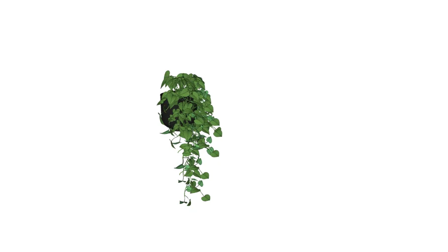 Hanging Plant