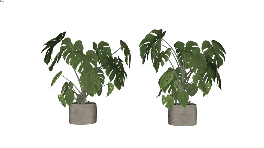 Plant Sketchup