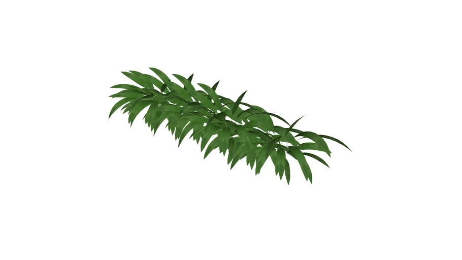 Bim pol - Molineria latifolia - Tropical plant