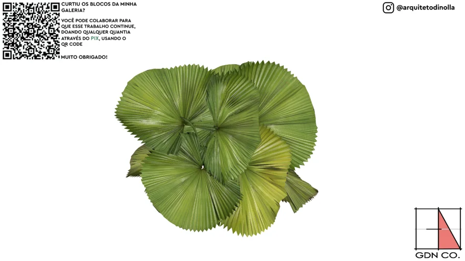 PALMEIRA-LEQUE-LICUALA GRANDIS