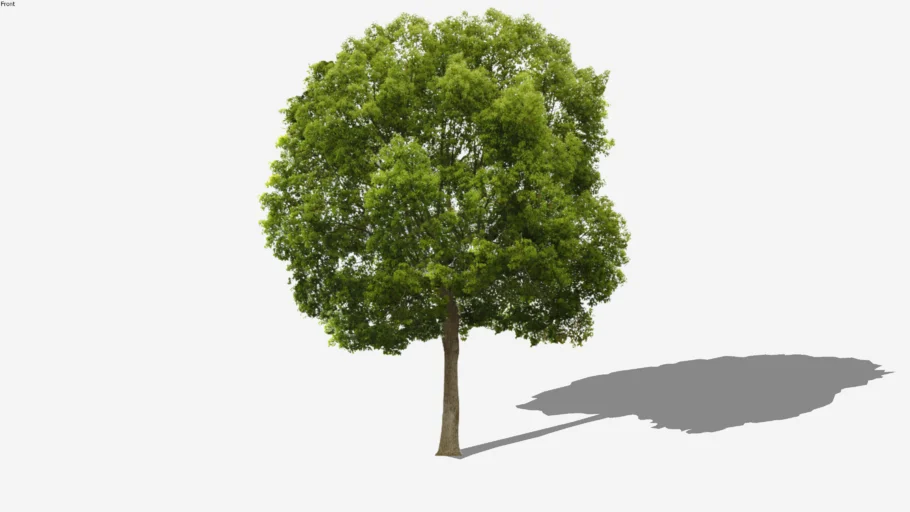 pohon