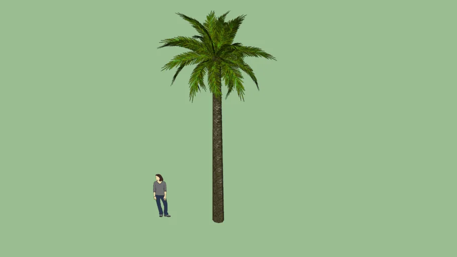 Palmera