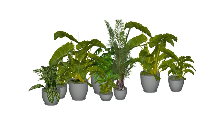 tropical potted plants