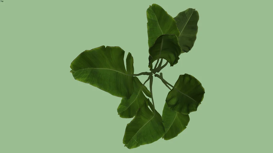 maranta charuto