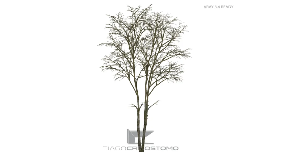 Tree - 001