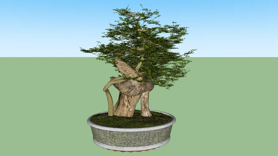 bonsai | 3D Warehouse