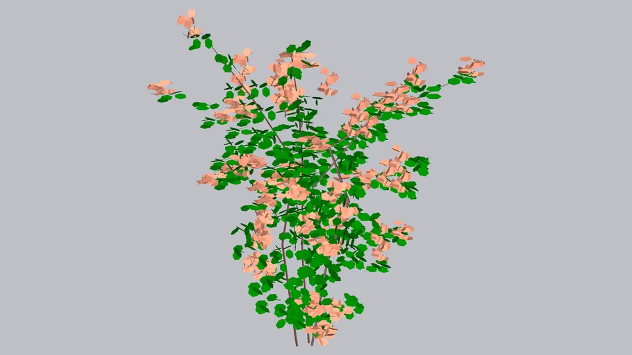 Bougainvillea ORANGE KING