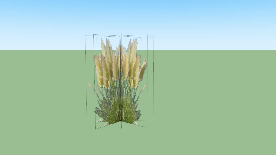 pampas grass