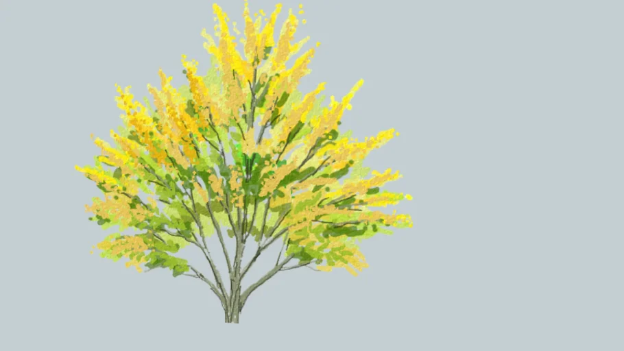 Acacia Yellow
