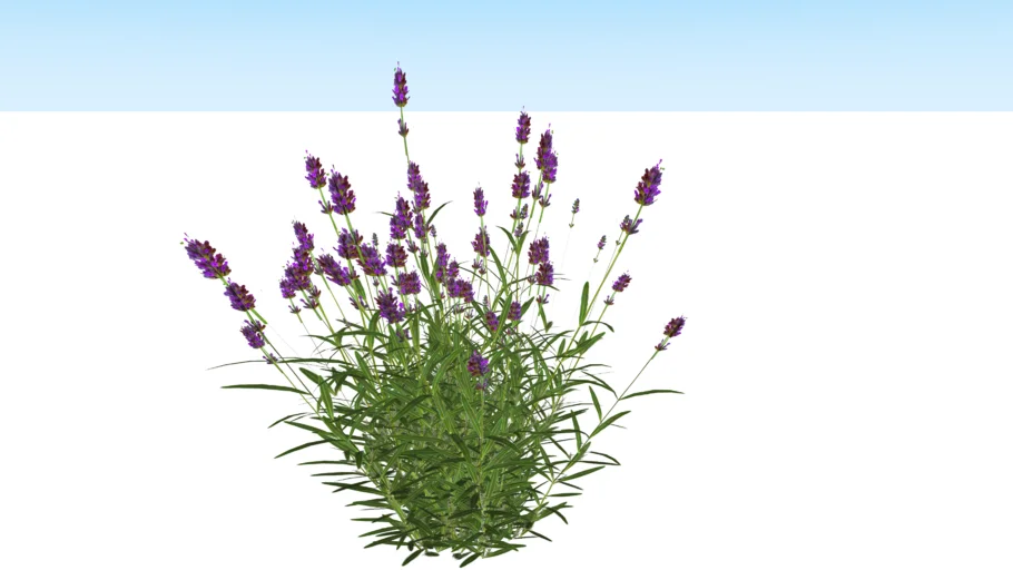 Lavendula angustifolia 'Hitcote'