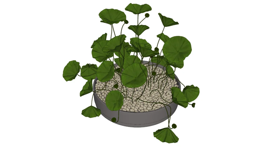 Decorative Plant
