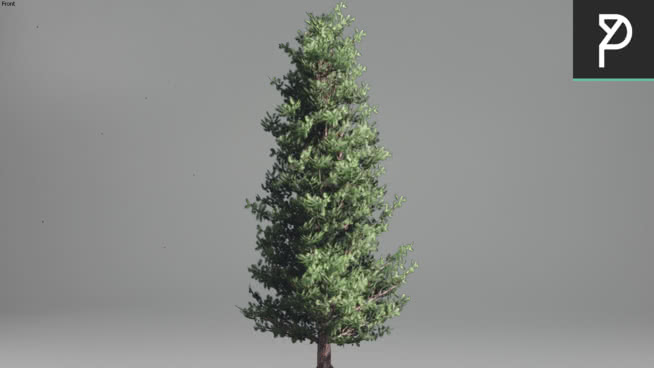 TREE | 3D Warehouse