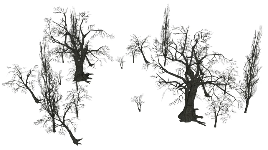 Old Trees