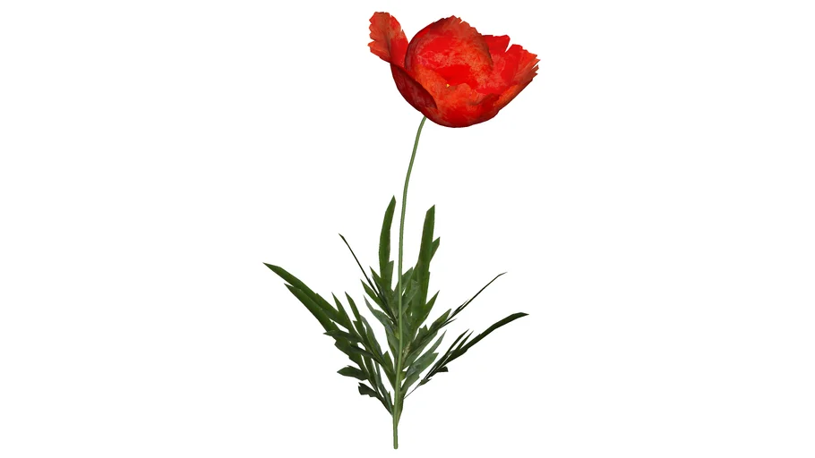 红色虞美人