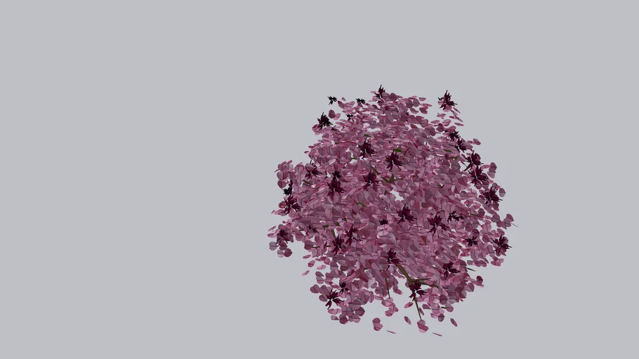 Loropetalum 'Purple Majesty'