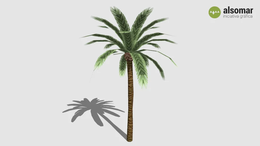 Palm Tree