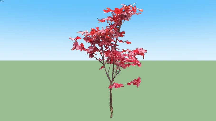 Acer palmatum Okagami