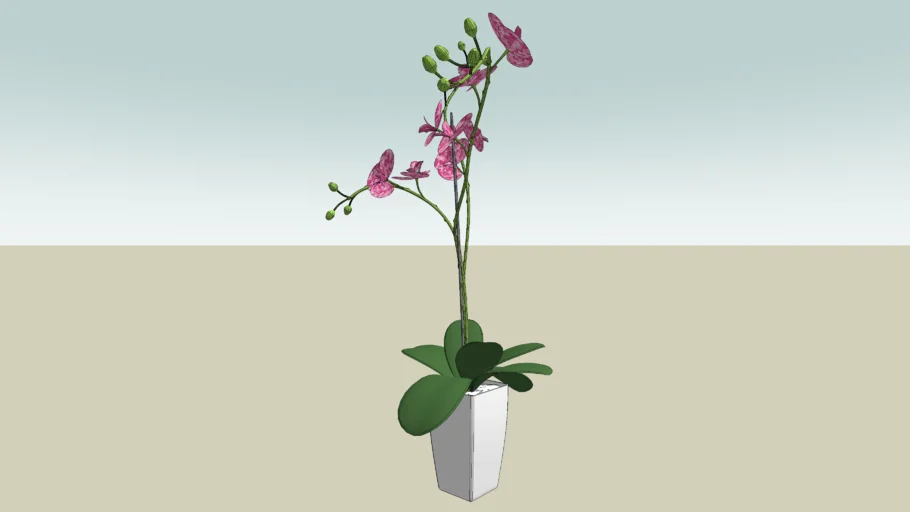 Orchid