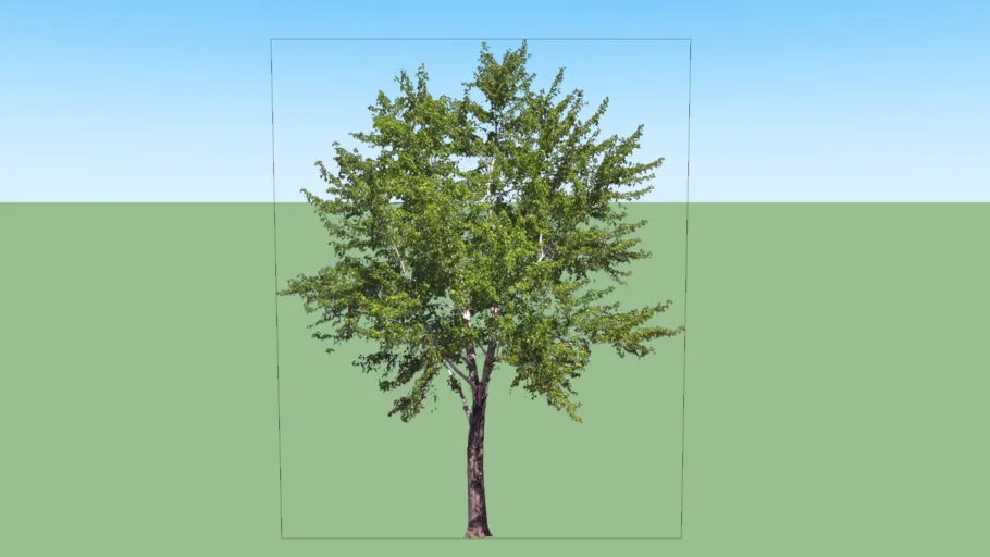 ARBOL 2D