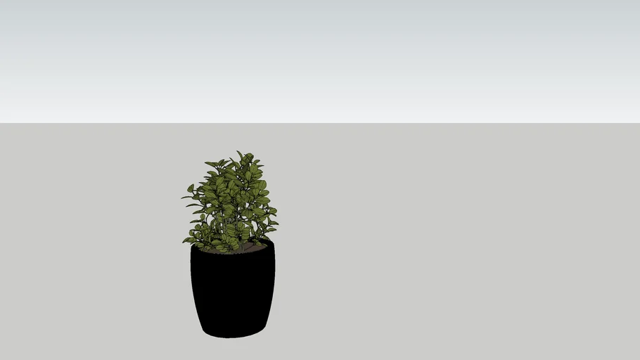 decor plant