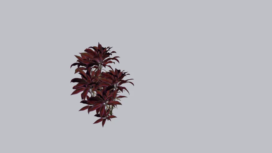 Dracena baby rubra
