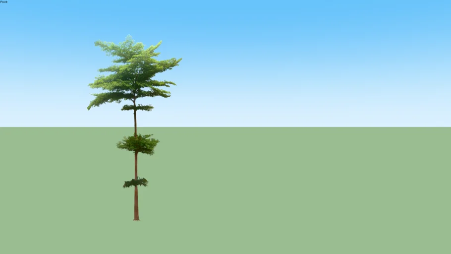 Terminalia Mantaly - Ketapang Kencana