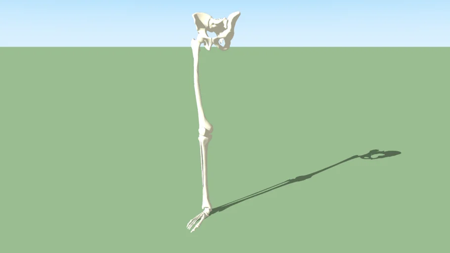 Human leg