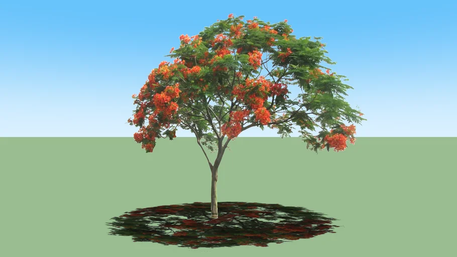 delonix regia small