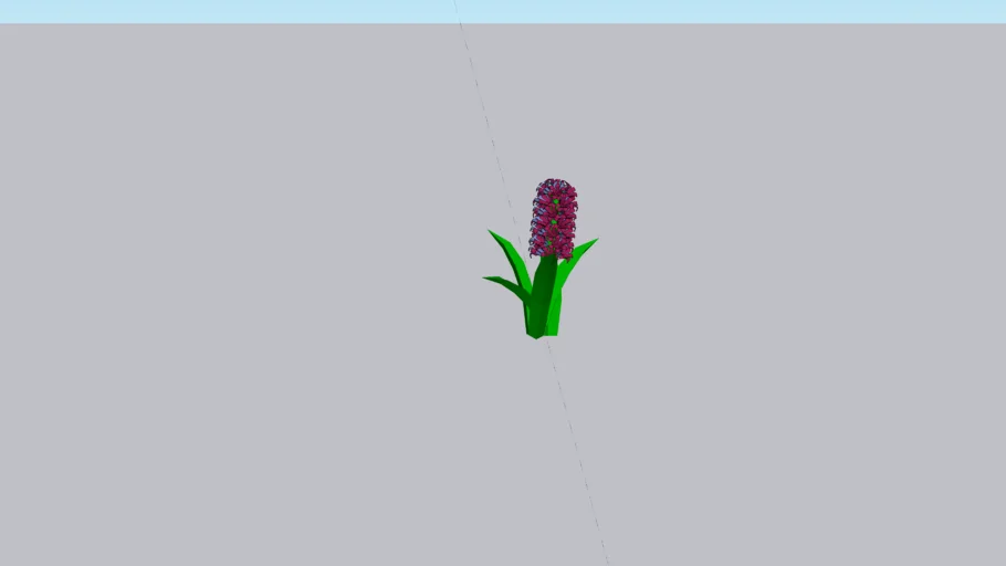 Burgundy Hyacinth