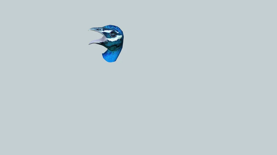 peacock head