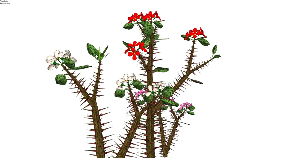 Euphorbia milii e Euphorbia milii var. hislopii- Colchão de noiva, Coroa de cristo.