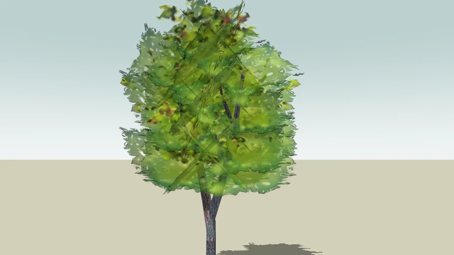 Arbol