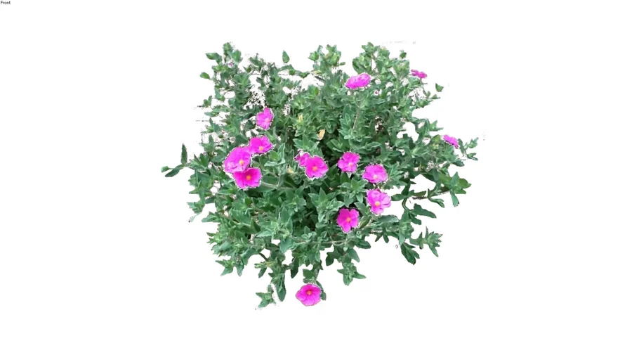 Cistus x pulverulentus 'Sunset' Rock Rose Pink 2D follow me