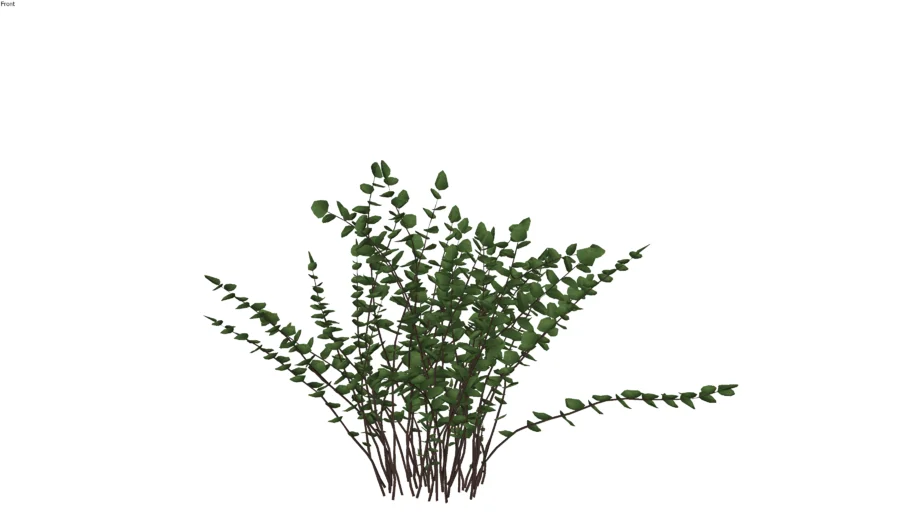 Pellaea ratundilalia - Cây dương sỉ cúc áo