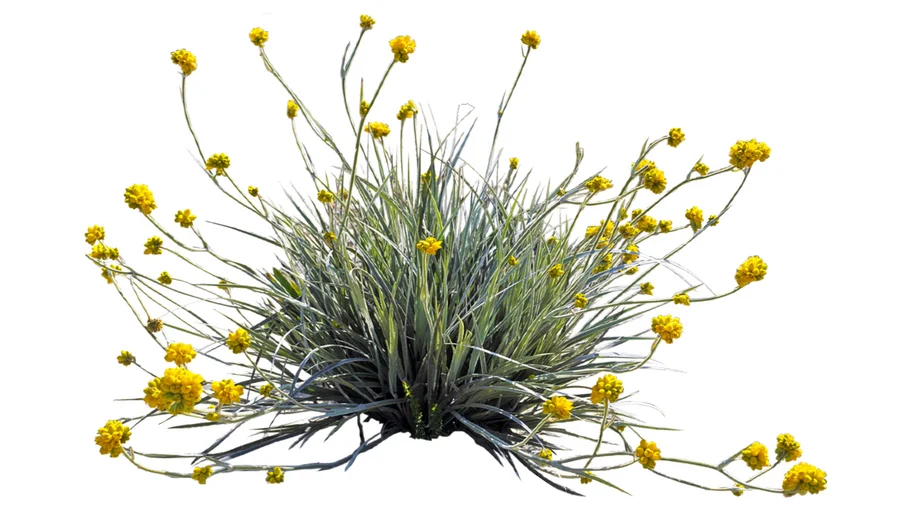 conostylis