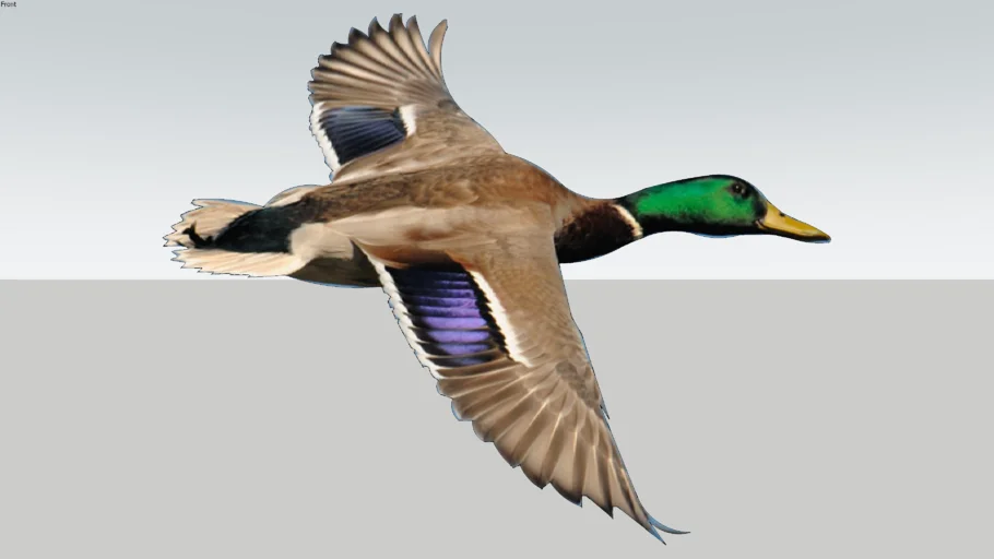 Mallard Duck Flying - Face Me