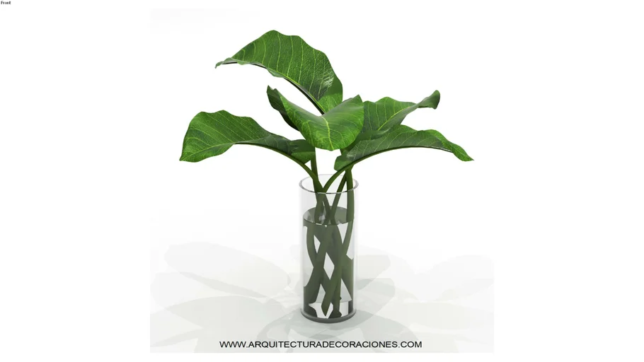 planta decorativa 1