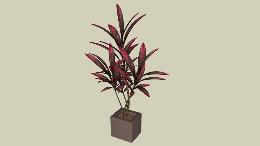 Vaso Dracena vermelha